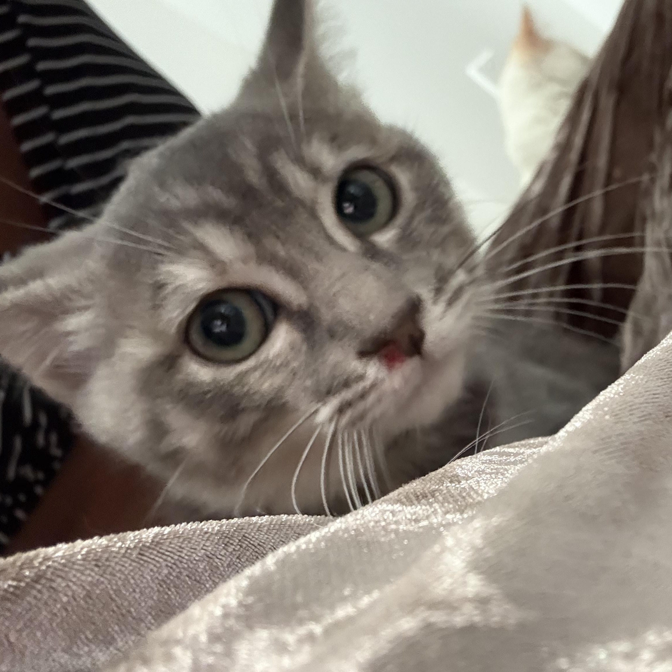 Enlarge Piper, a Adopted Domestic Short Hair in Pocatello, ID image 2/3