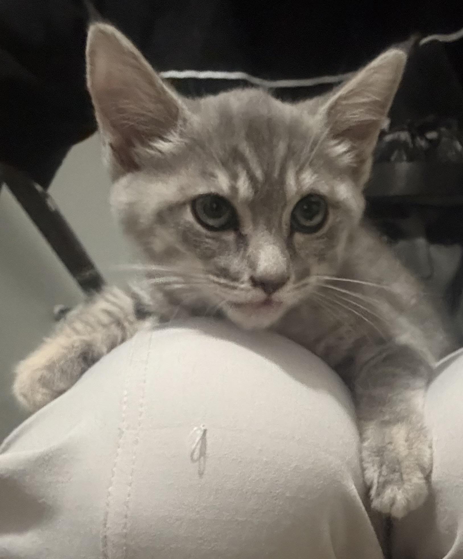 Enlarge Piper, a Adopted Domestic Short Hair in Pocatello, ID image 1/3