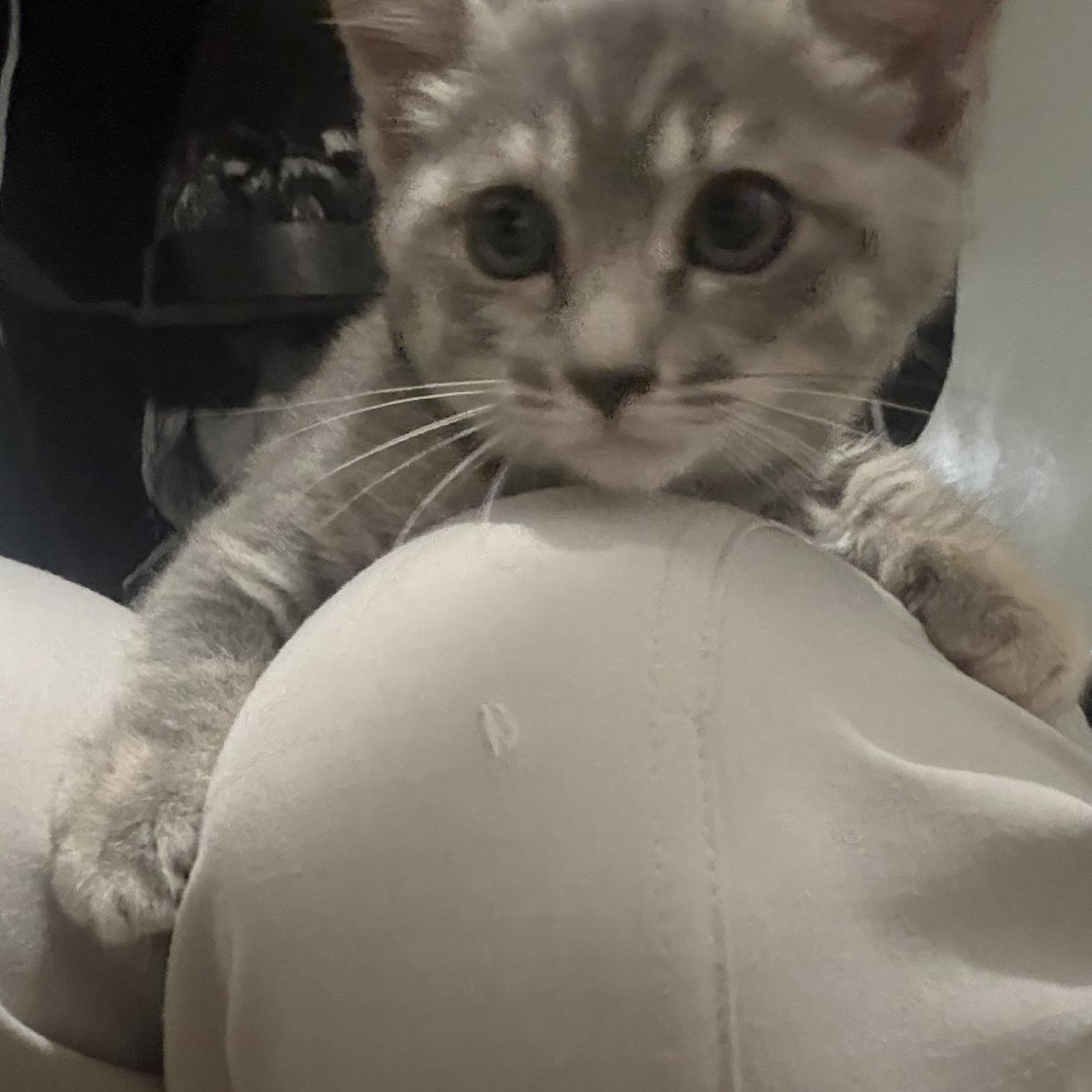 Enlarge Piper, a Adopted Domestic Short Hair in Pocatello, ID image 3/3