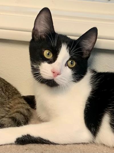 Enlarge Reggie, a Adoptable Domestic Short Hair in West Hills, CA image 1/6