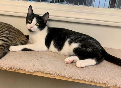 Enlarge Reggie, a Adoptable Domestic Short Hair in West Hills, CA image 2/6