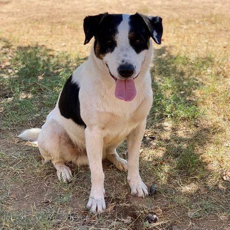 Enlarge Stevie, a Adoptable mixed breed in Phoenix, AZ image 8/11