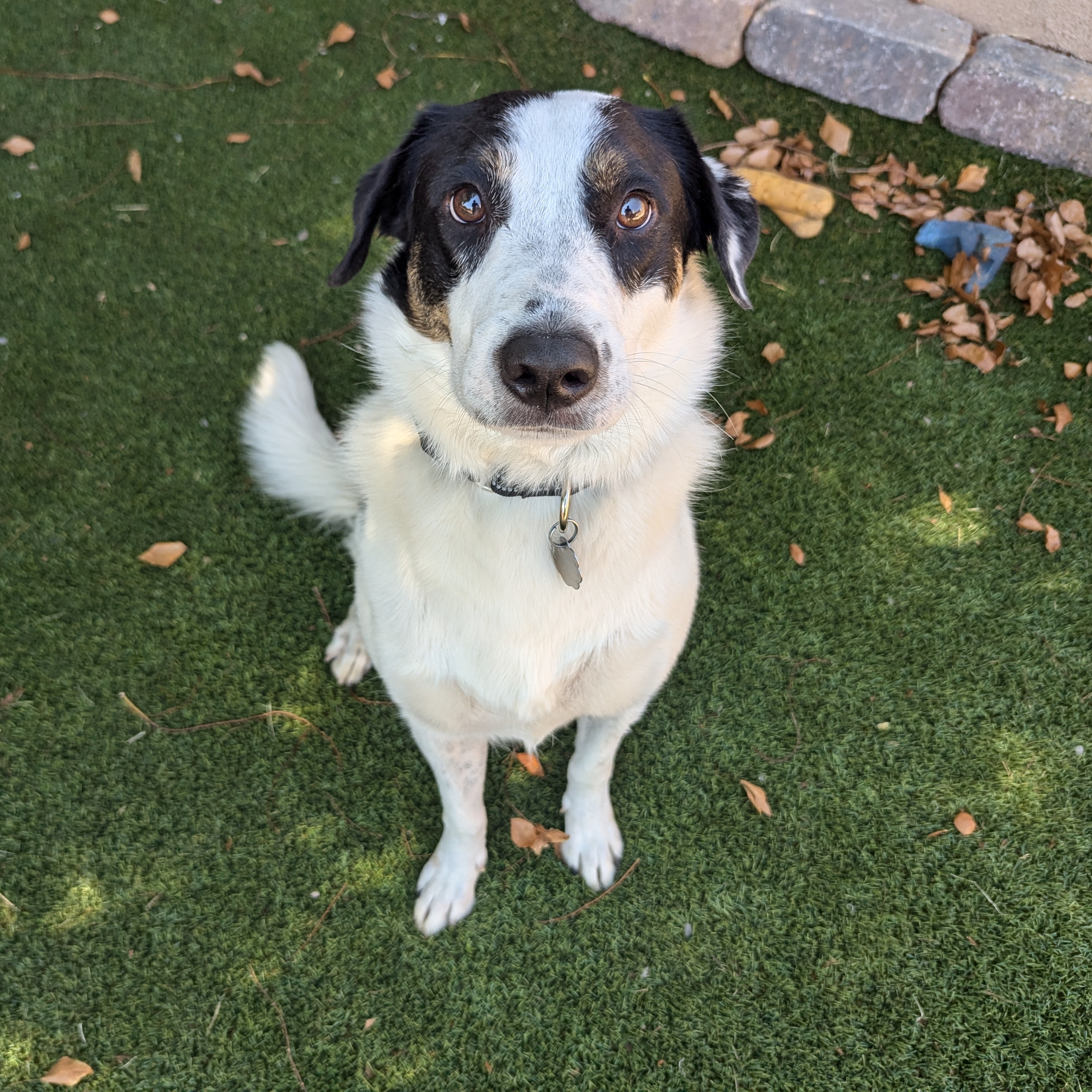 Enlarge Stevie, a Adoptable mixed breed in Phoenix, AZ image 11/11