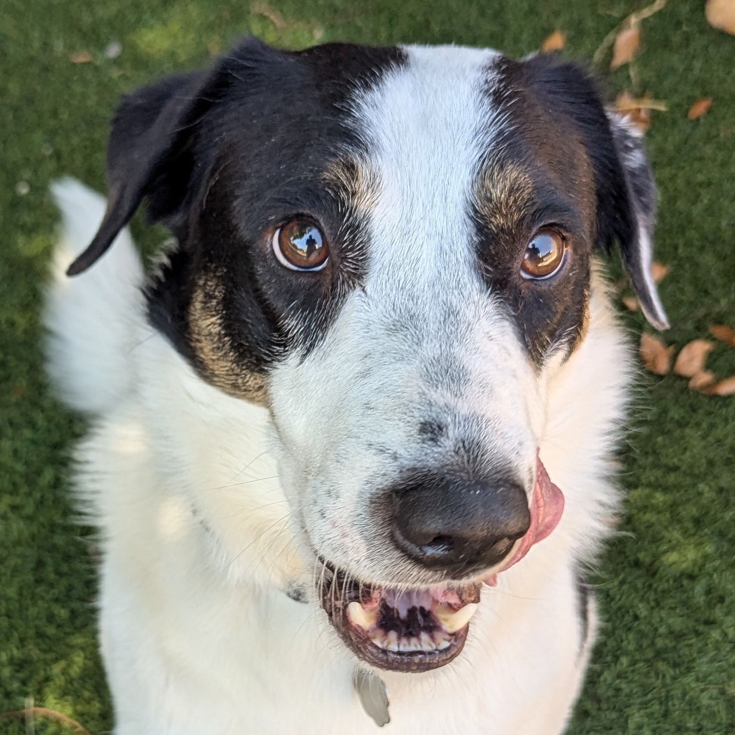 Stevie, Adoptable, Adult Male Labrador Retriever & German Shepherd Dog.