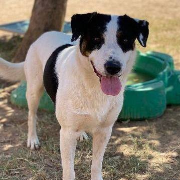 Enlarge Stevie, a Adoptable mixed breed in Phoenix, AZ image 9/11