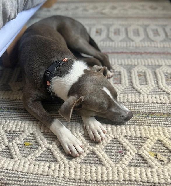 Little Man - Chop, Adoptable, Adult Male American Staffordshire Terrier.