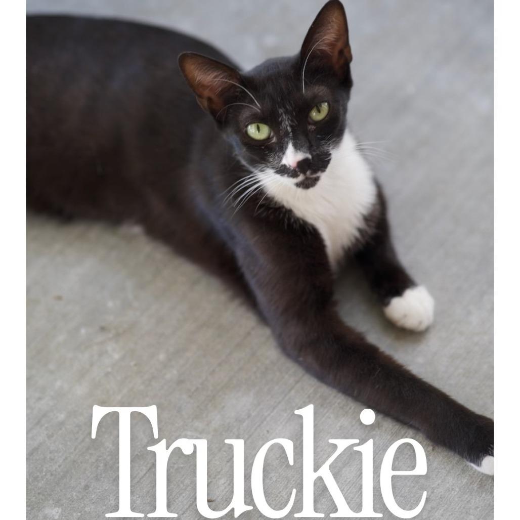 Truckie, Adoptable, Adult Female Domestic Short Hair.