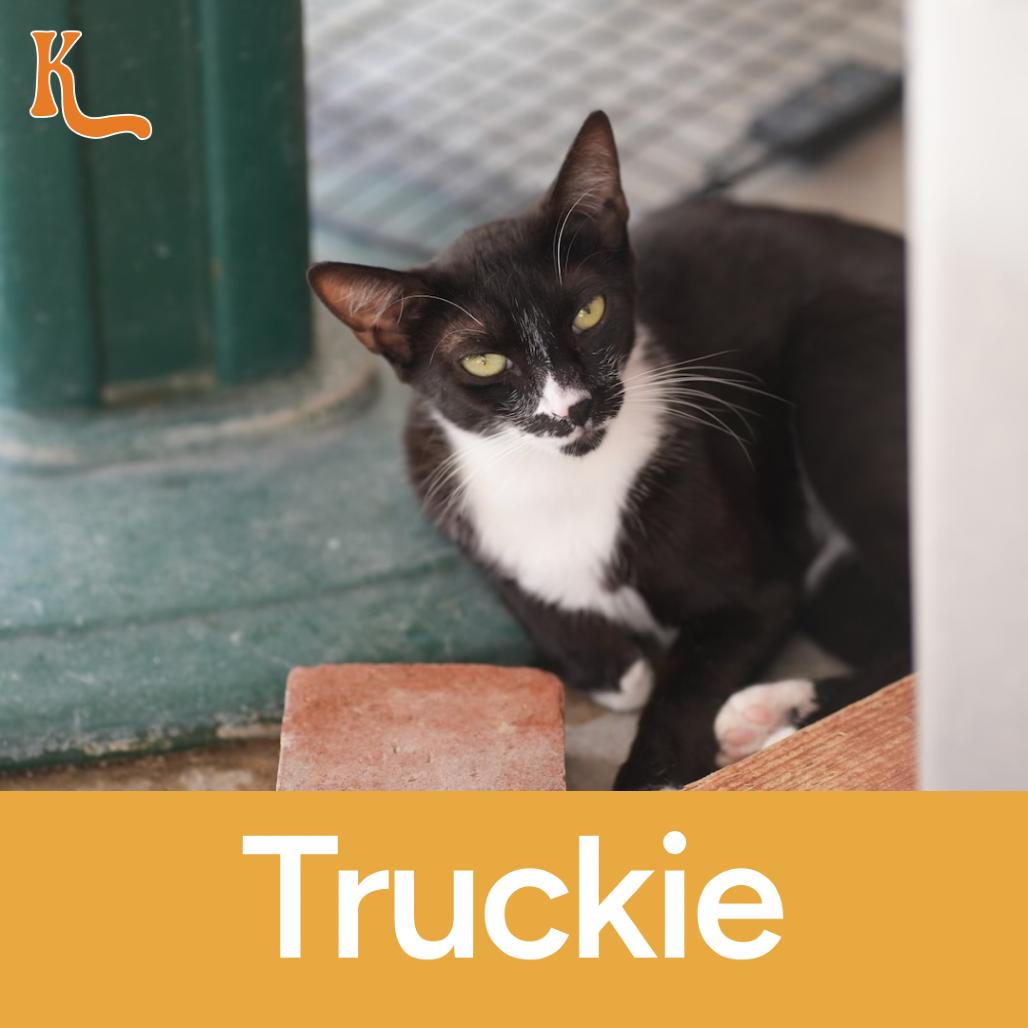 Truckie, a Adoptable Domestic Short Hair in Desert Hot Springs, CA image 2/2