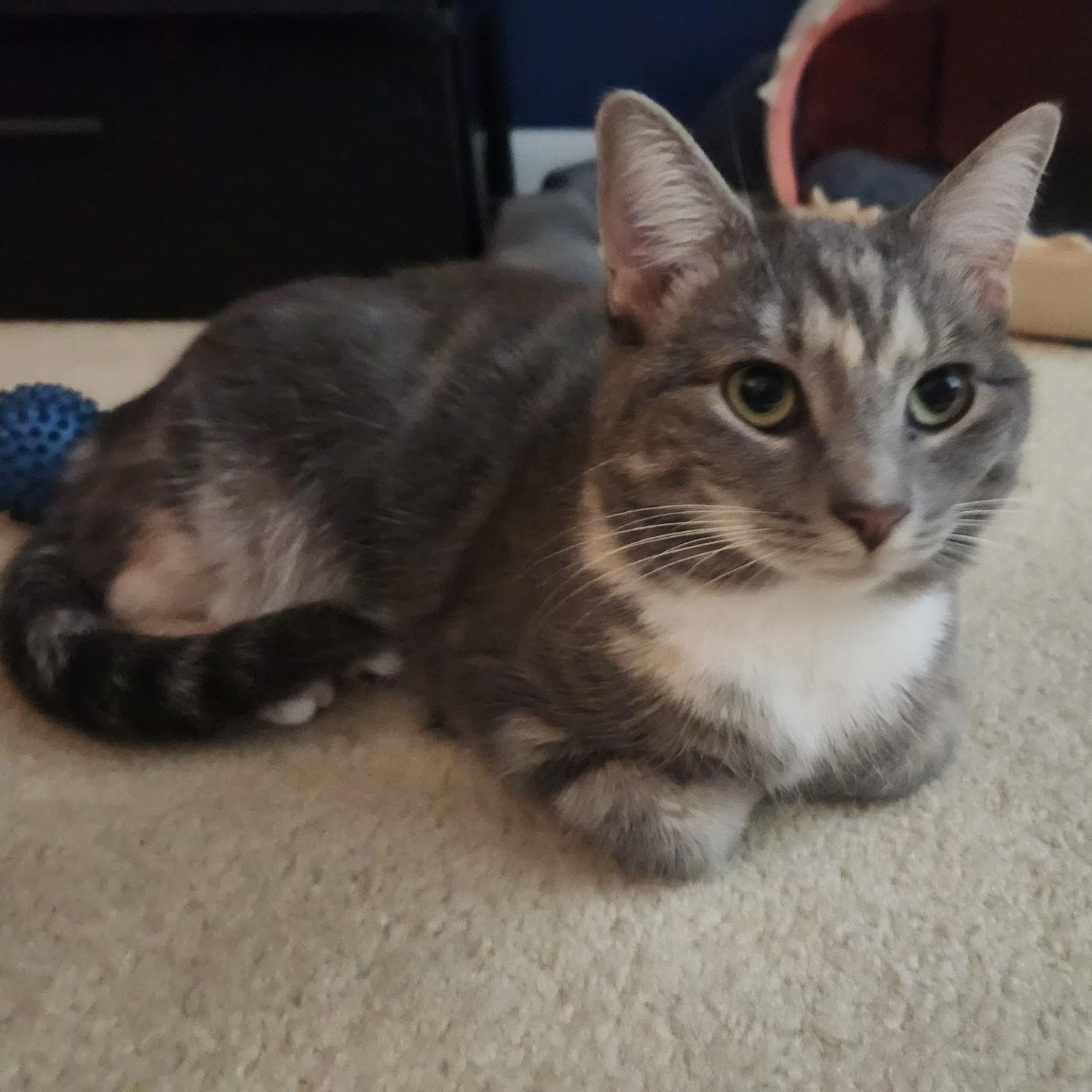 Bo Peep, Adult Female Domestic Short Hair