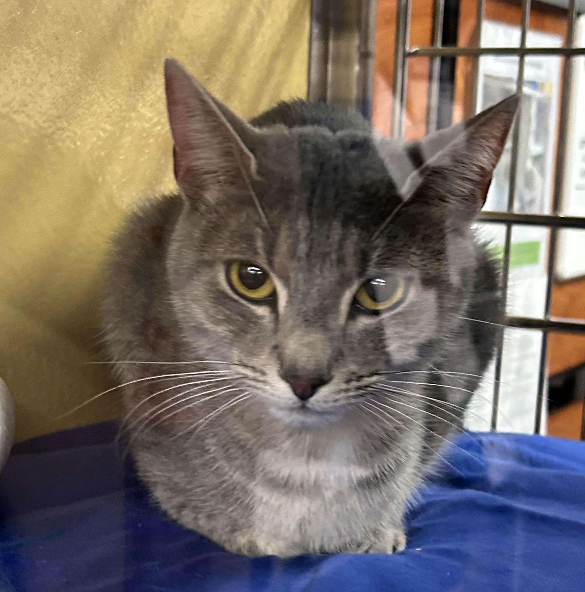 Millie — thumbnail 2