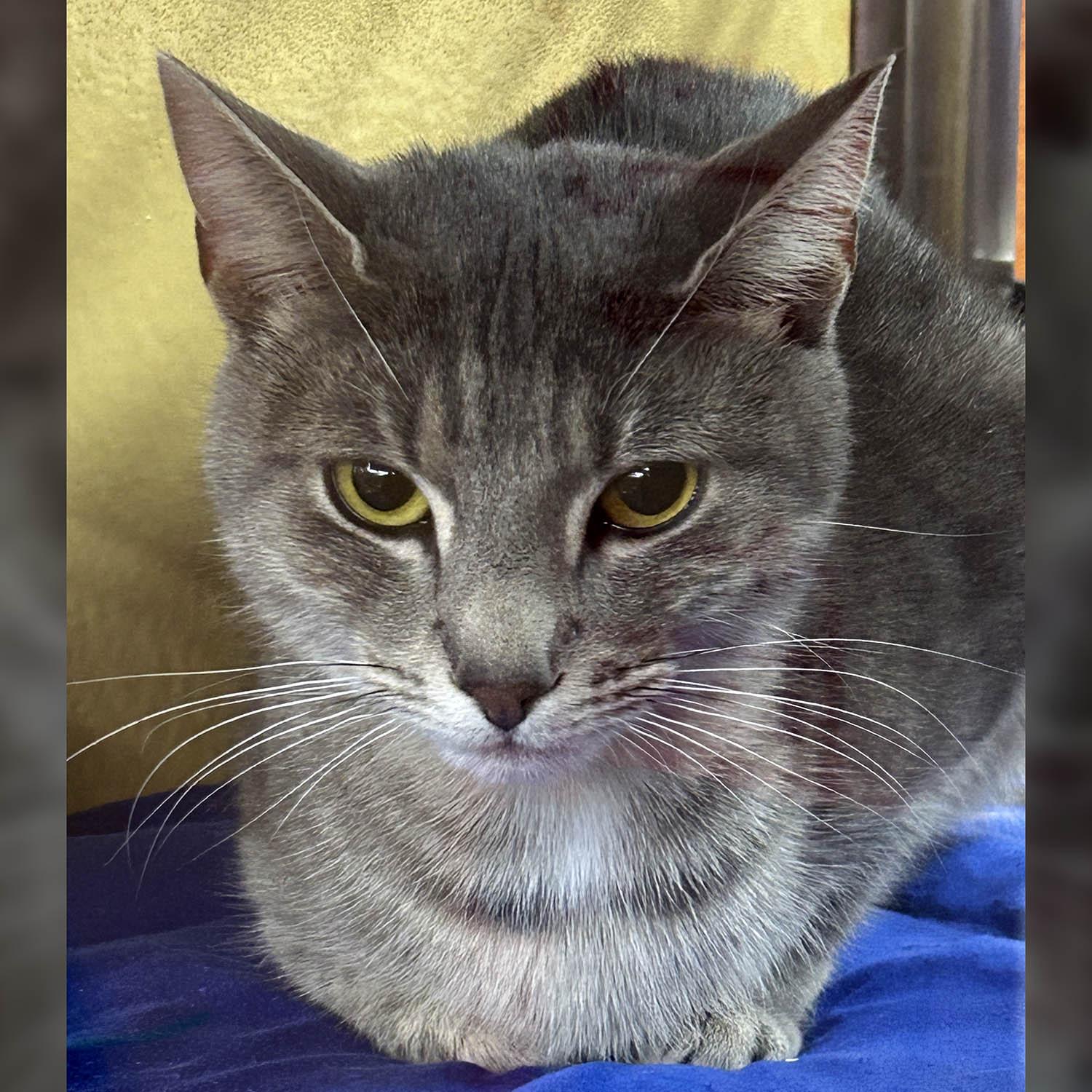 Millie — thumbnail 3