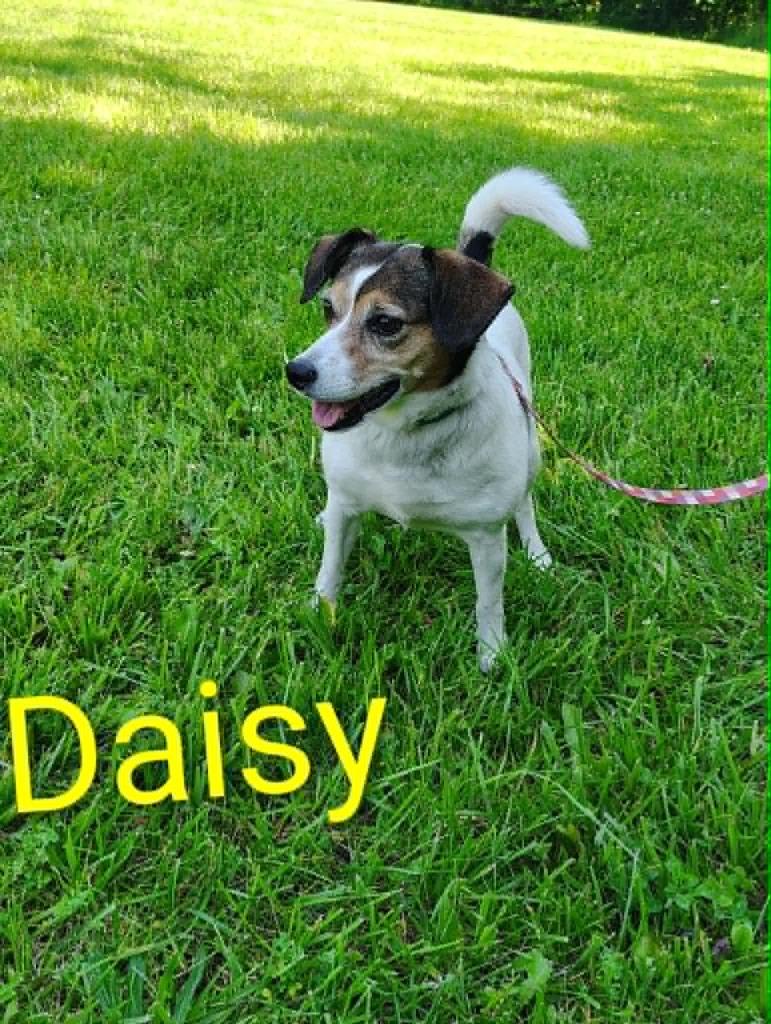 Daisy, Adopted, Adult Female Beagle.