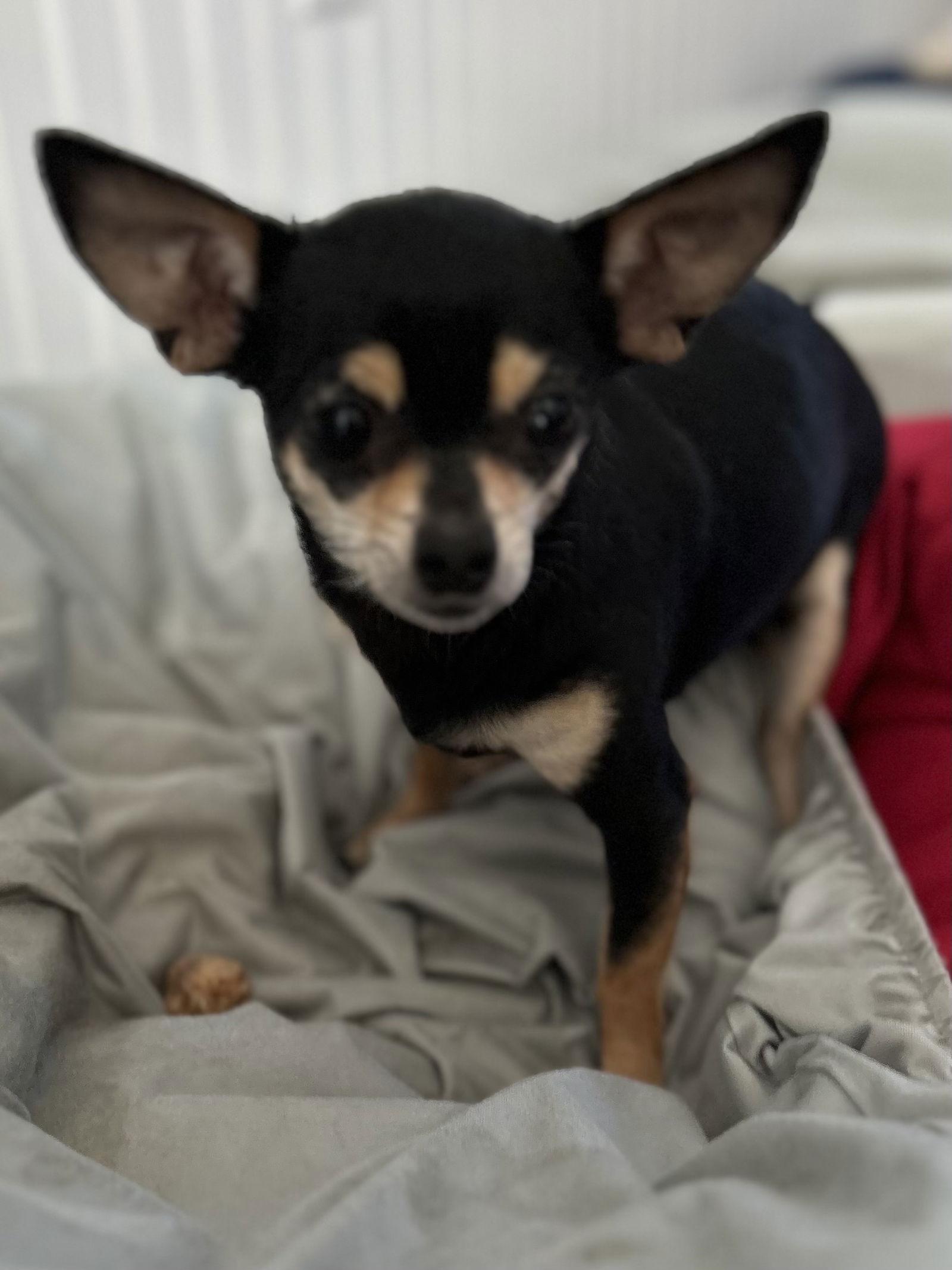 Enlarge Thelma Oct 25 with Louise Oct 25, a Adoptable Chihuahua in Pacolet, SC image 1/2