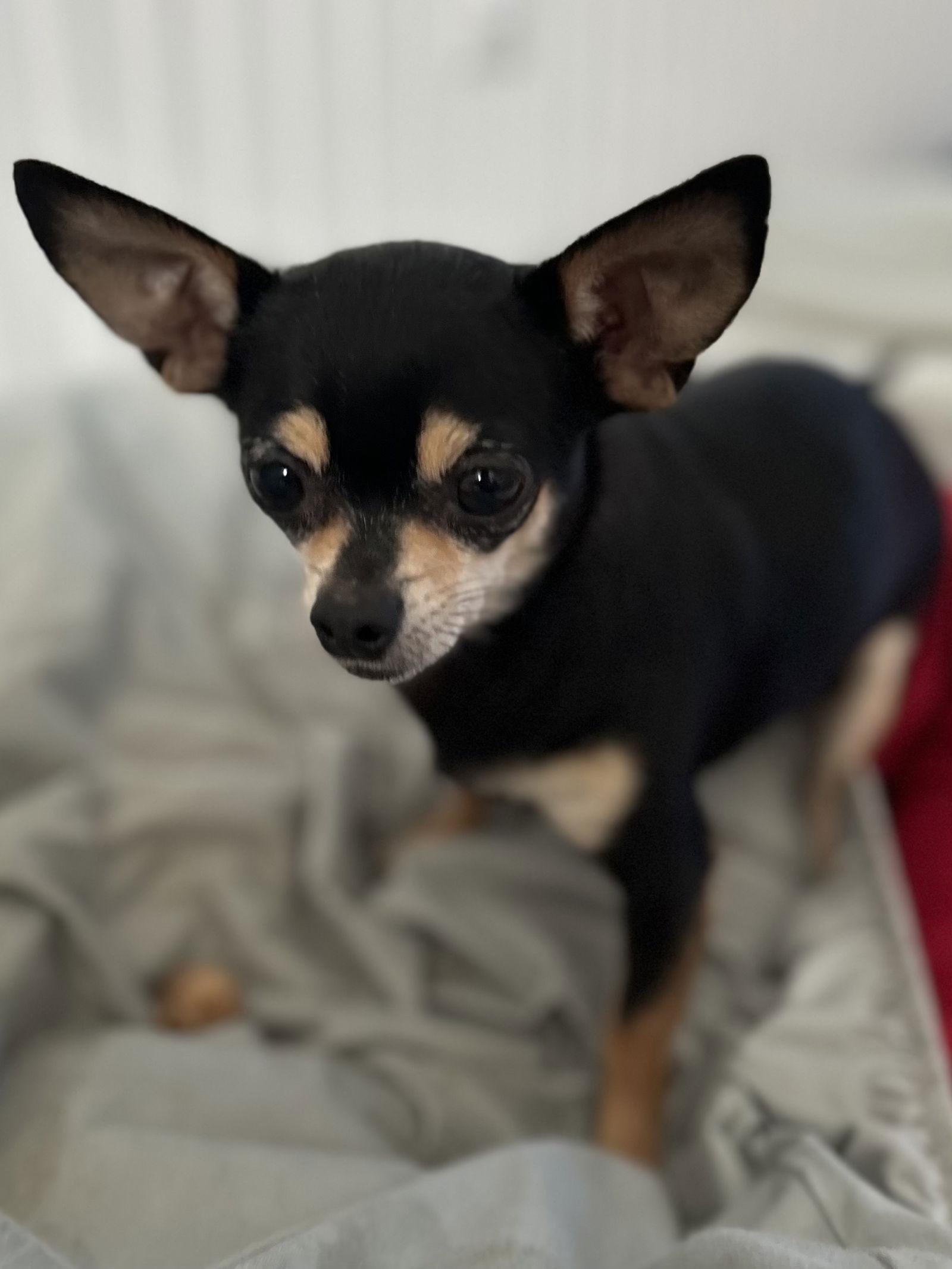 Enlarge Thelma Oct 25 with Louise Oct 25, a Adoptable Chihuahua in Pacolet, SC image 2/2