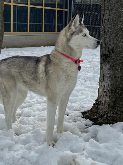 Dixie — thumbnail 2