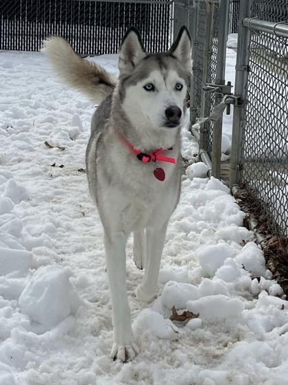 Dixie — thumbnail 3