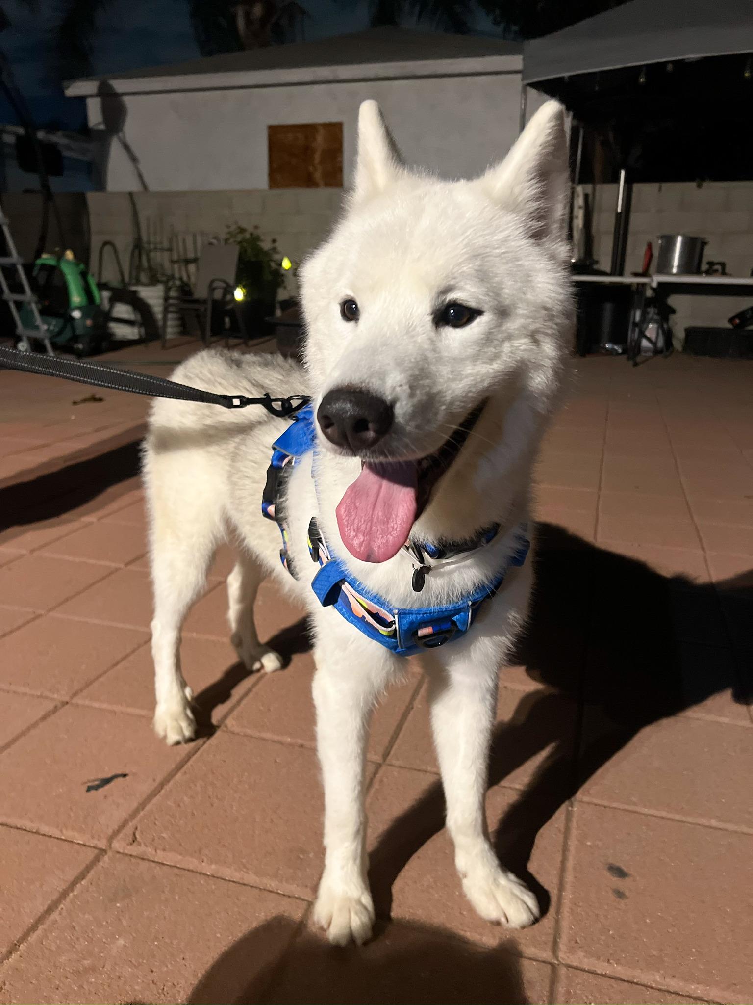 Rowan, an adoptable Samoyed in Los Angeles , CA, 90001 | Photo Image 3