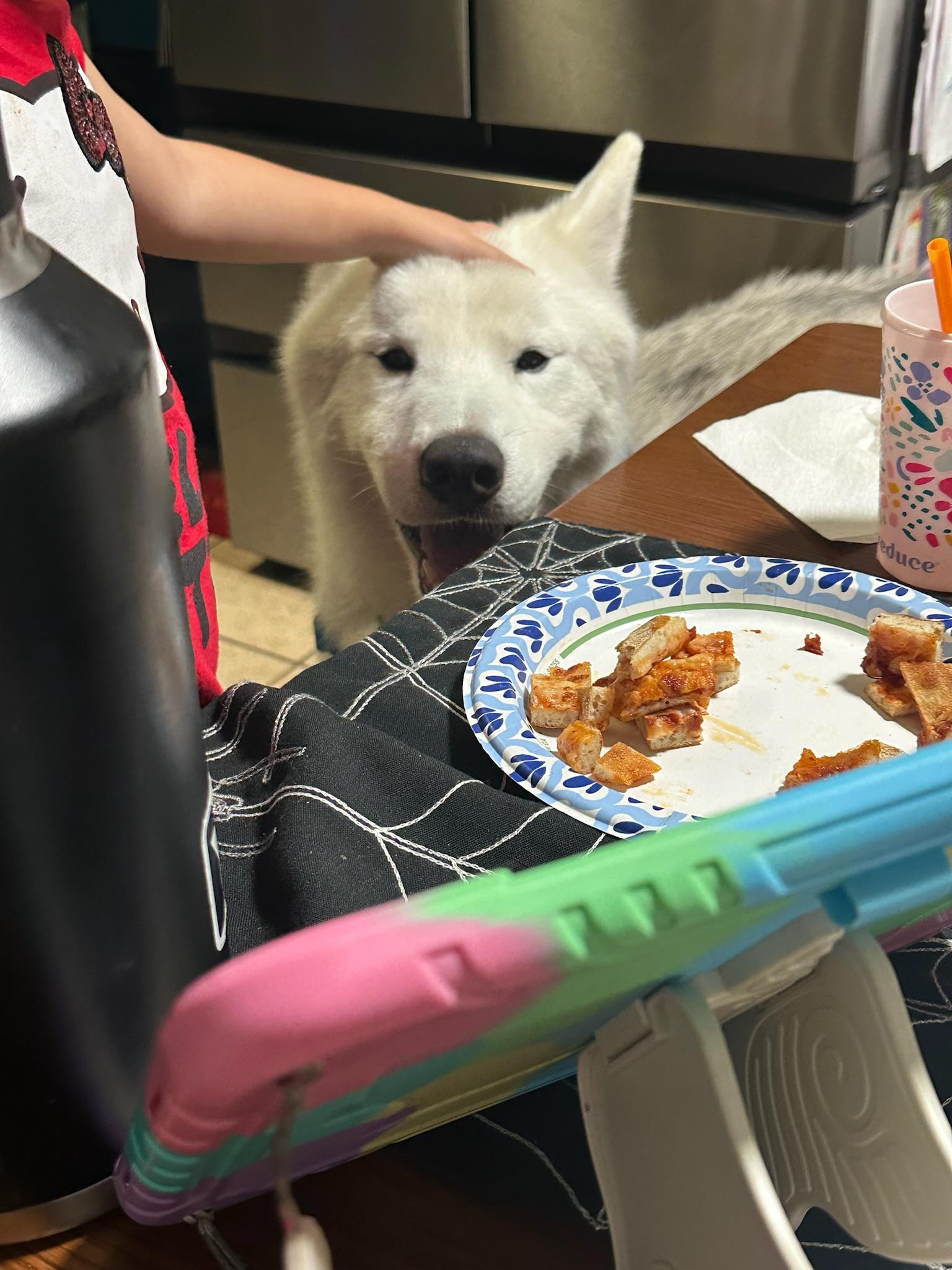 Rowan, an adoptable Samoyed in Los Angeles , CA, 90001 | Photo Image 4