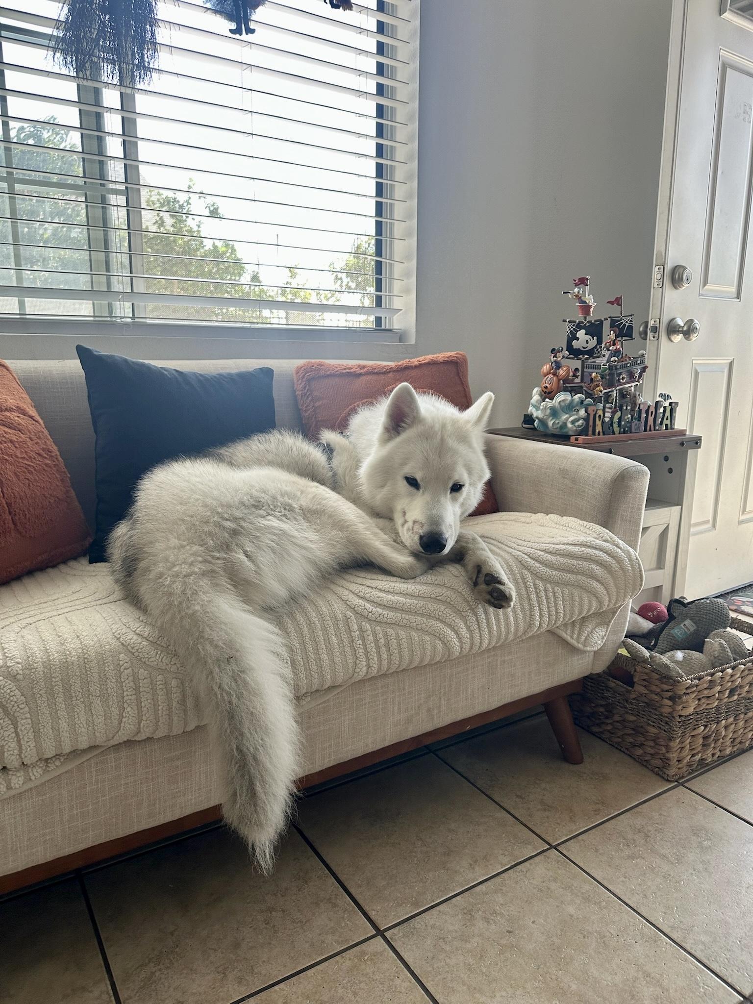 Rowan, an adoptable Samoyed in Los Angeles , CA, 90001 | Photo Image 5