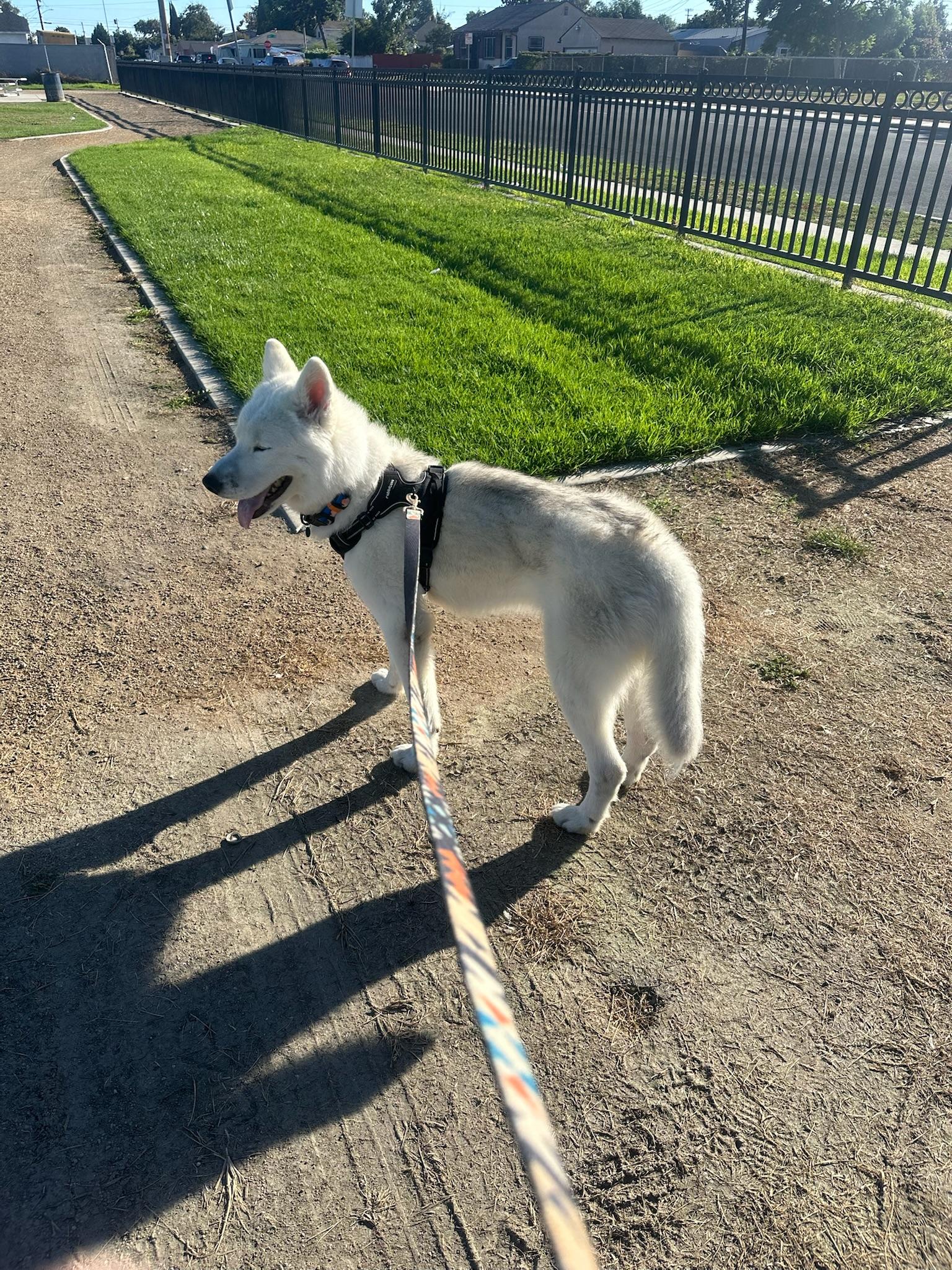 Rowan, an adoptable Samoyed in Los Angeles , CA, 90001 | Photo Image 2