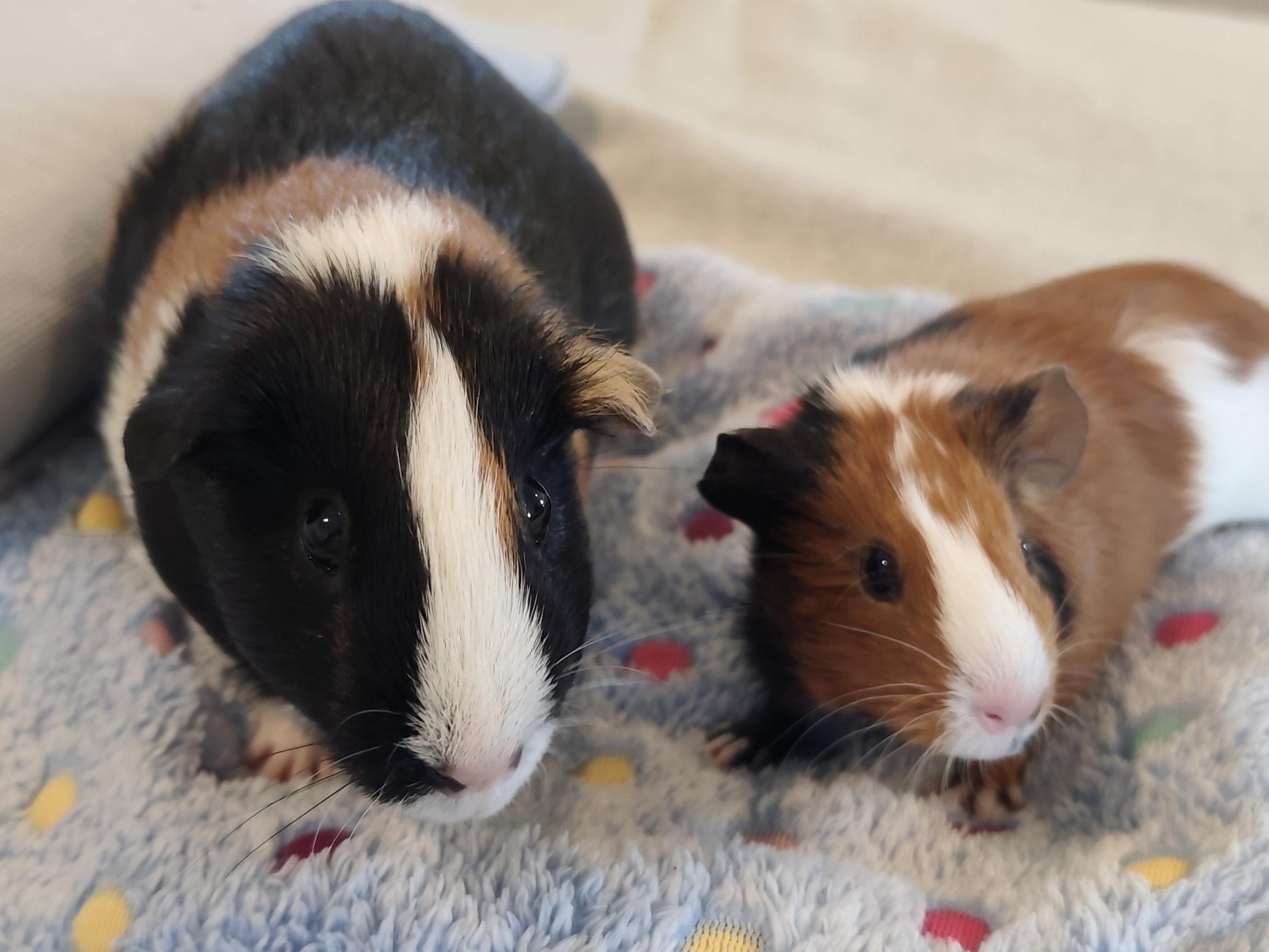 Lucie & Brownie, an adoptable Guinea Pig in Austin, TX image 1/6