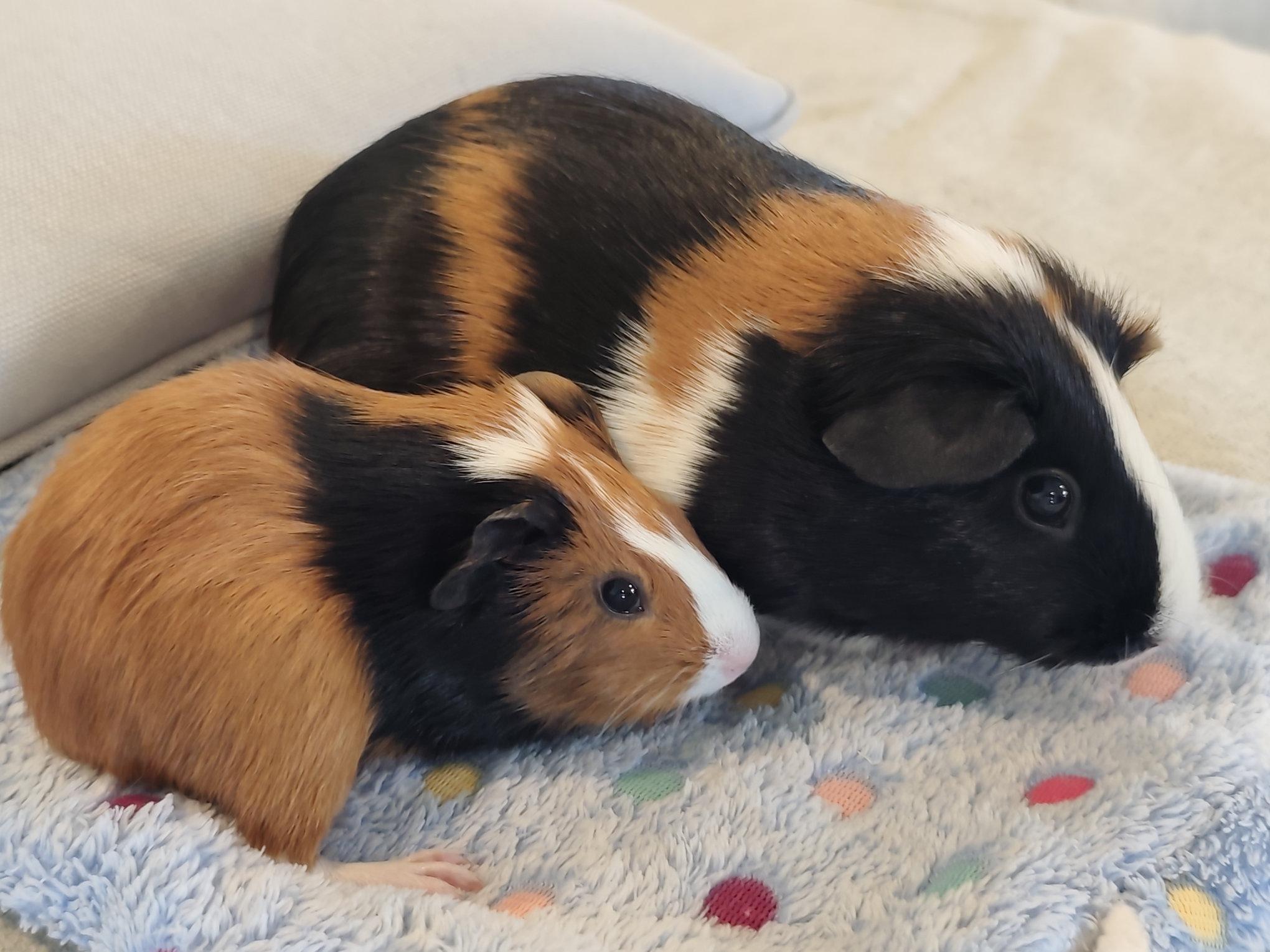Lucie & Brownie, an adoptable Guinea Pig in Austin, TX image 2/6