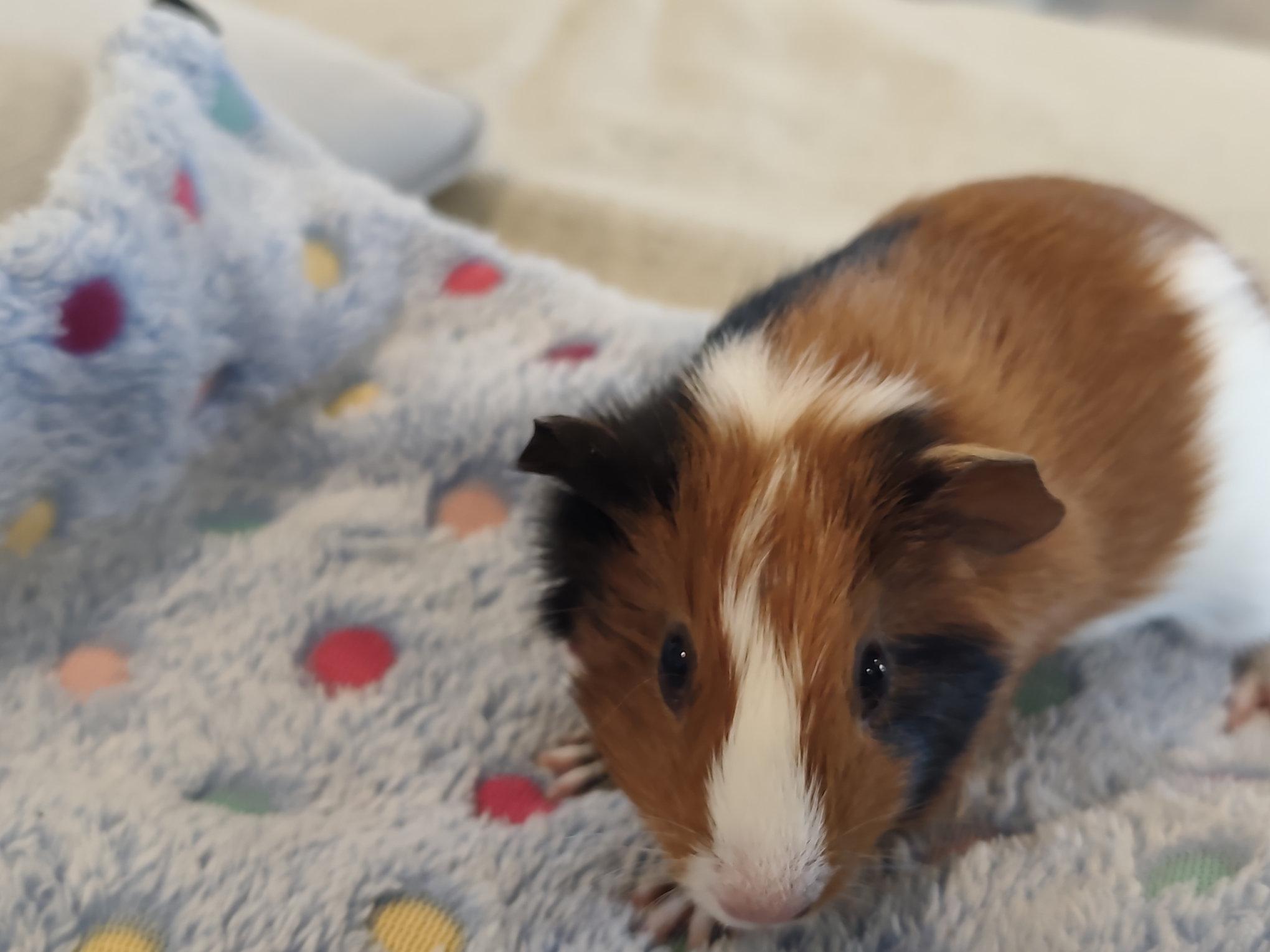 Lucie & Brownie, an adoptable Guinea Pig in Austin, TX image 4/6