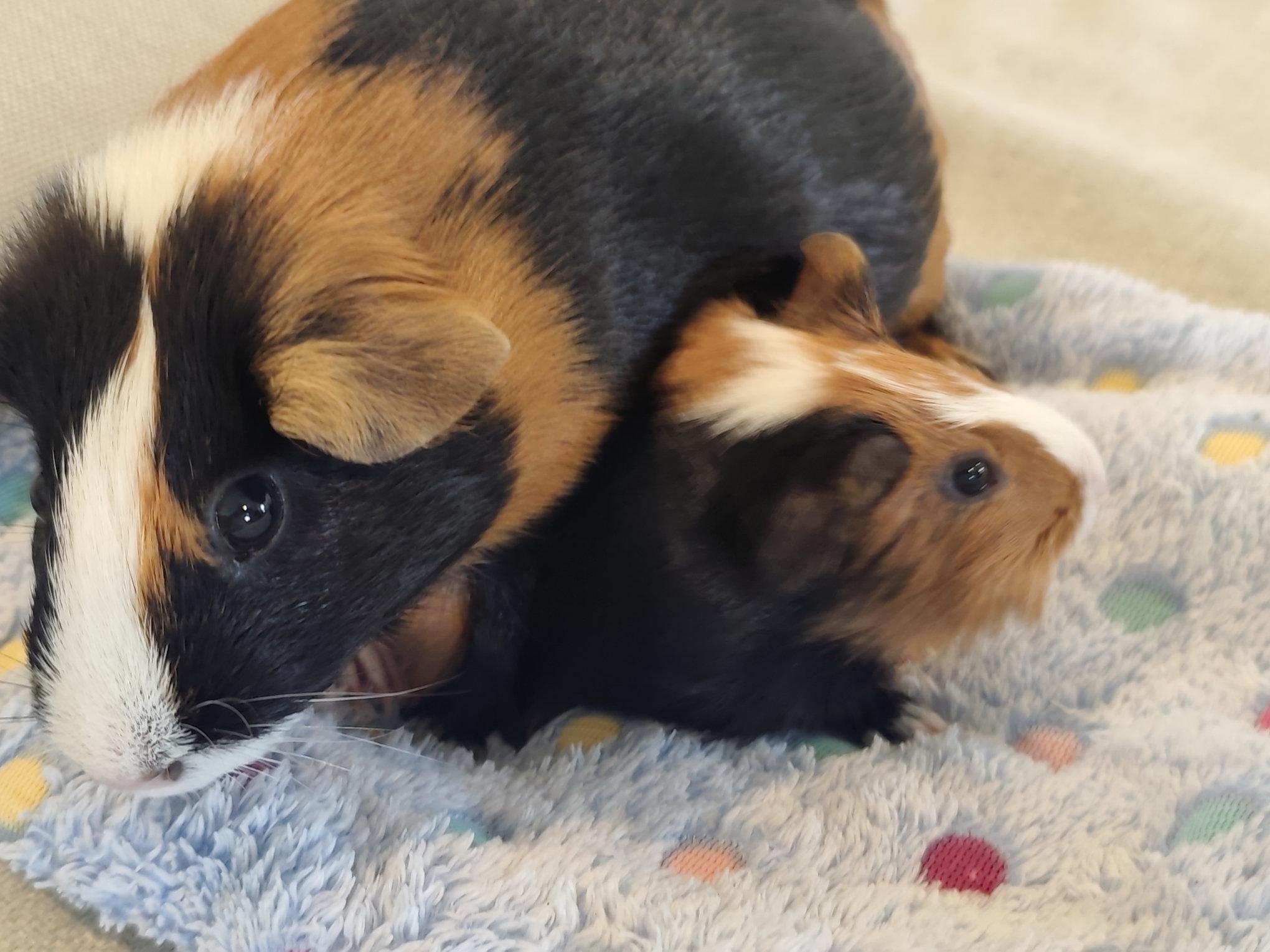 Lucie & Brownie, an adoptable Guinea Pig in Austin, TX image 3/6