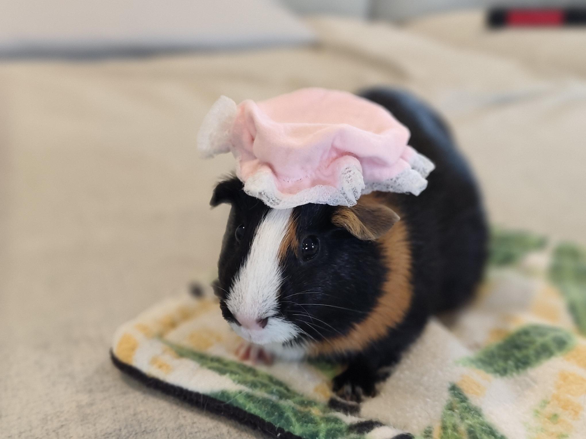 Lucie & Brownie, an adoptable Guinea Pig in Austin, TX image 6/6