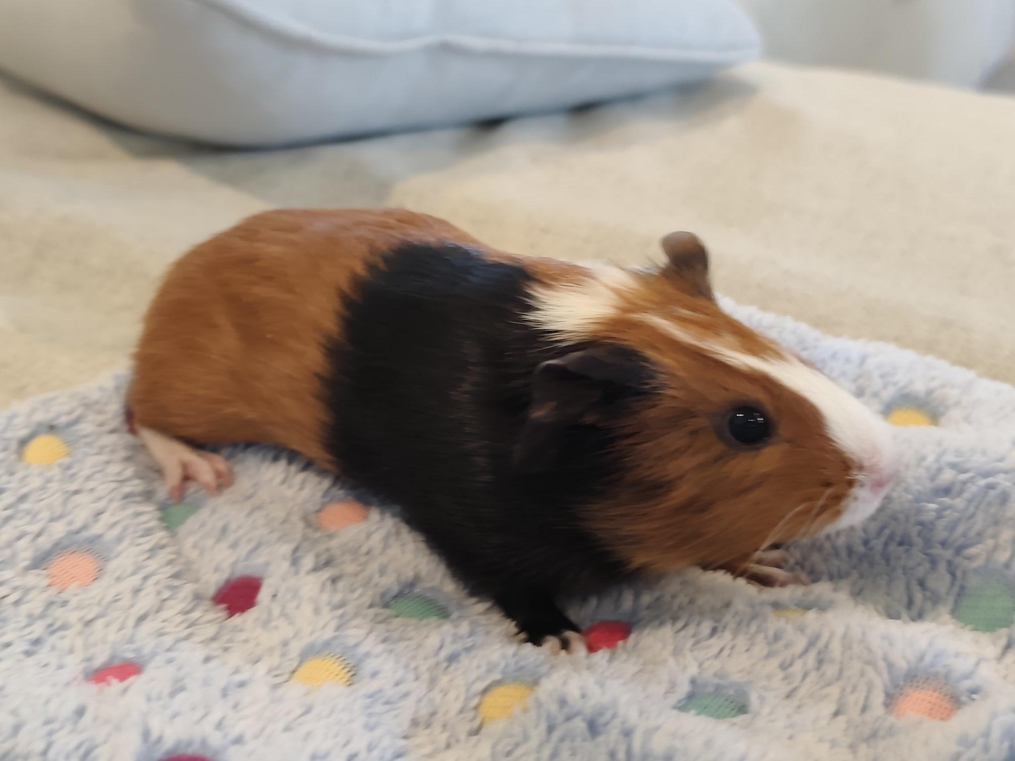 Lucie & Brownie, an adoptable Guinea Pig in Austin, TX image 5/6