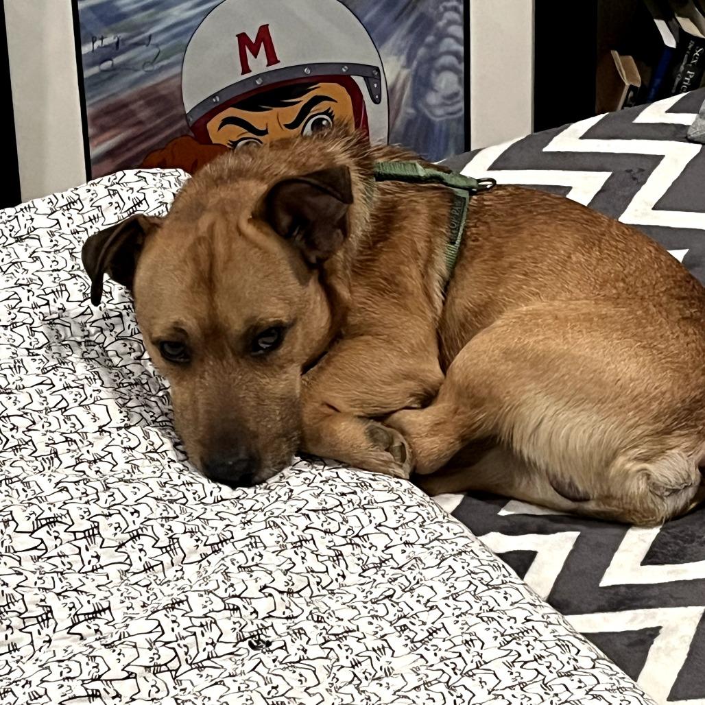 Enlarge Al Bundy, a Adoptable Mixed Breed in Rockville, MD image 1/6