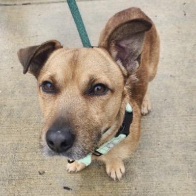 Al Bundy, Adoptable, Adult Male Mixed Breed.