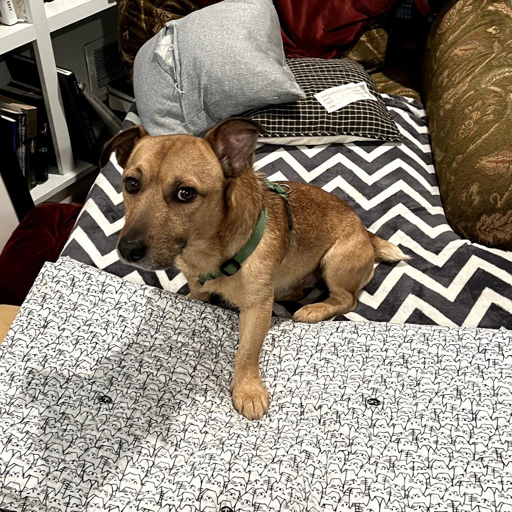 Enlarge Al Bundy, a Adoptable Mixed Breed in Rockville, MD image 3/6