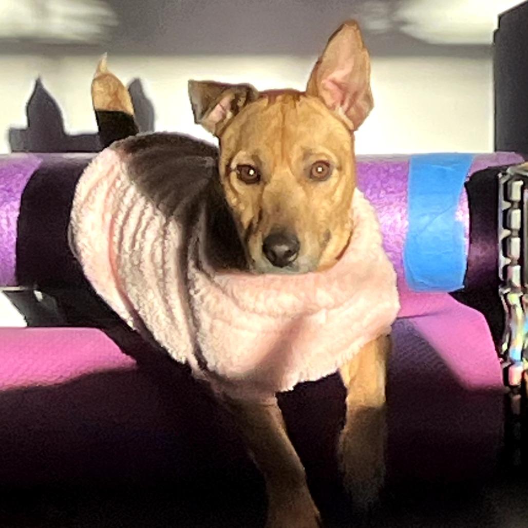 Enlarge Al Bundy, a Adoptable Mixed Breed in Rockville, MD image 4/6