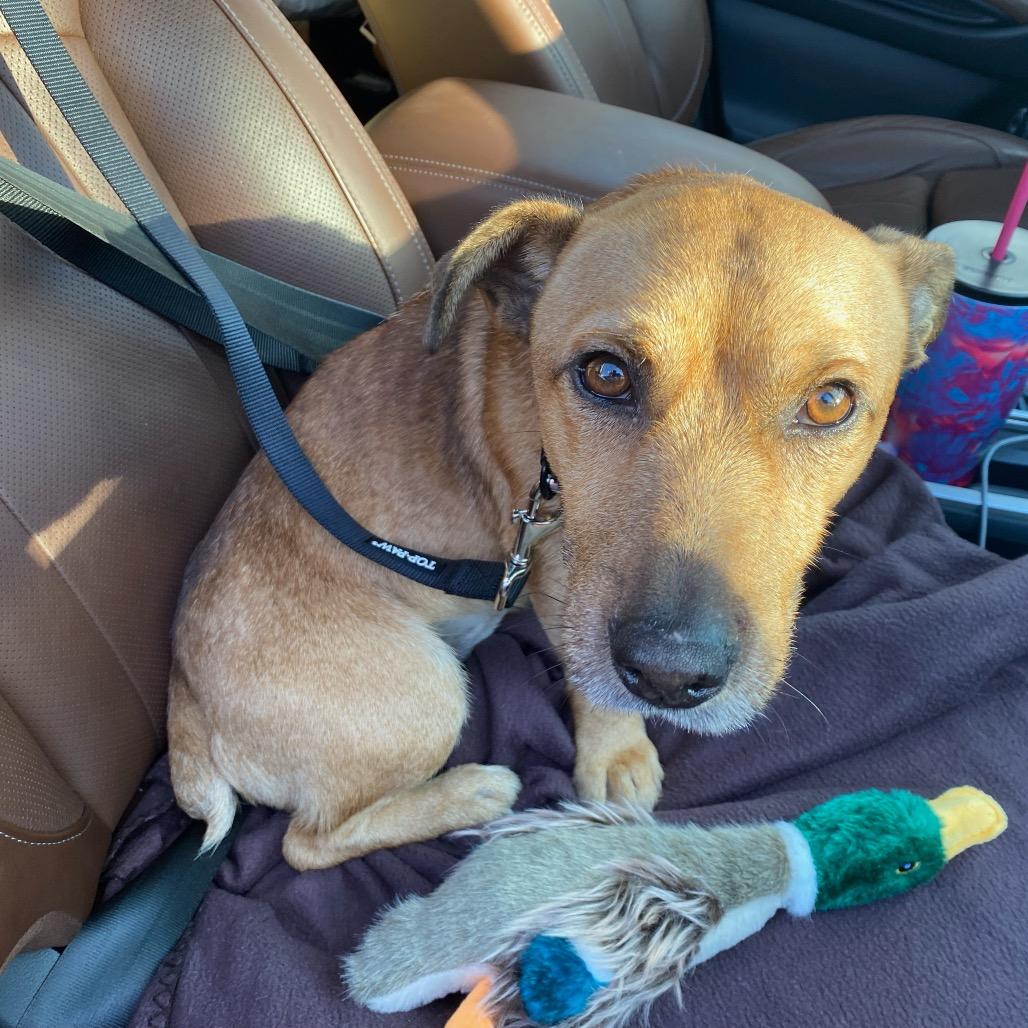 Al Bundy, a Adoptable Mixed Breed in Rockville, MD image 3/3