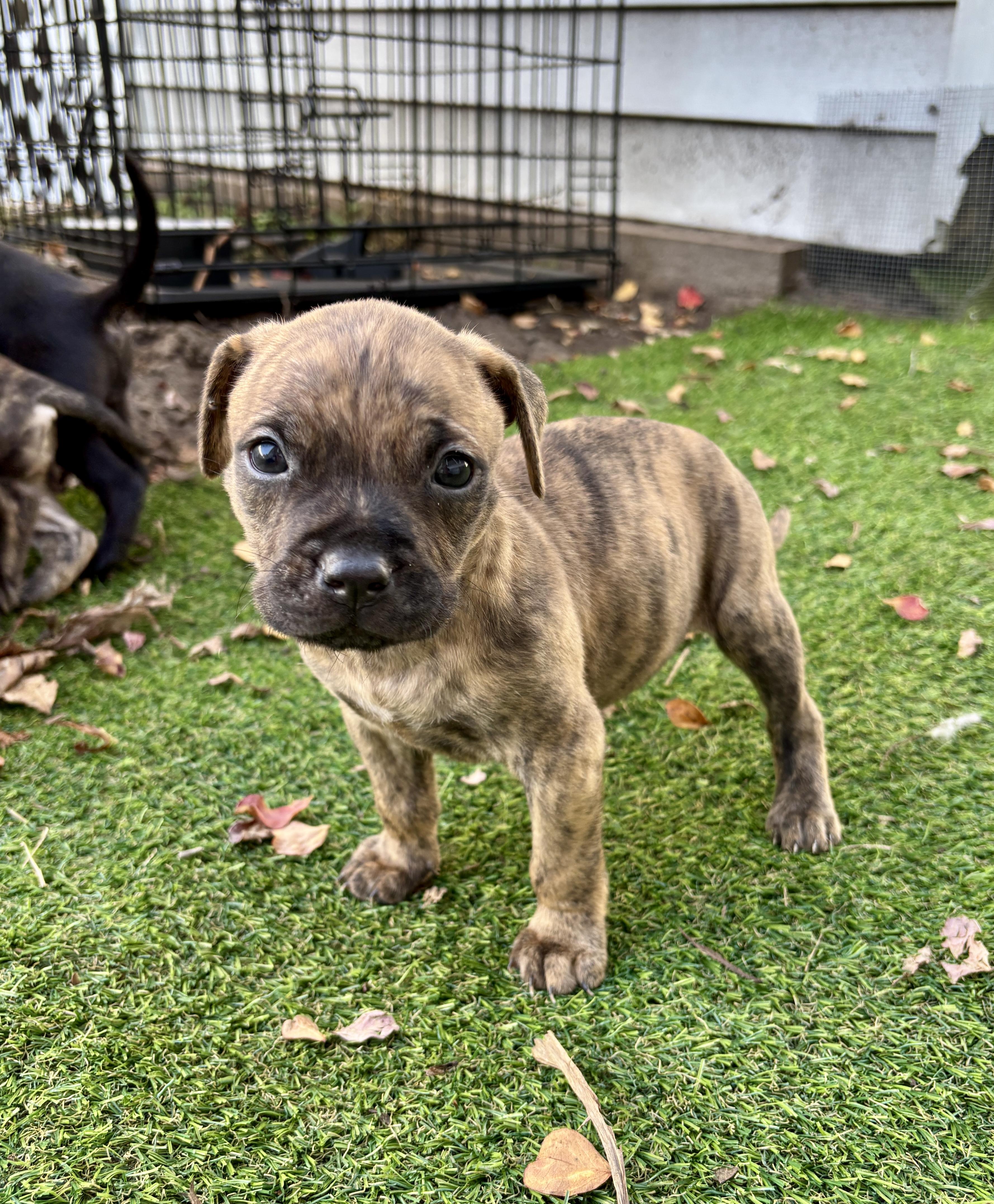 Indy, Adoptable, Puppy Male Boxer.