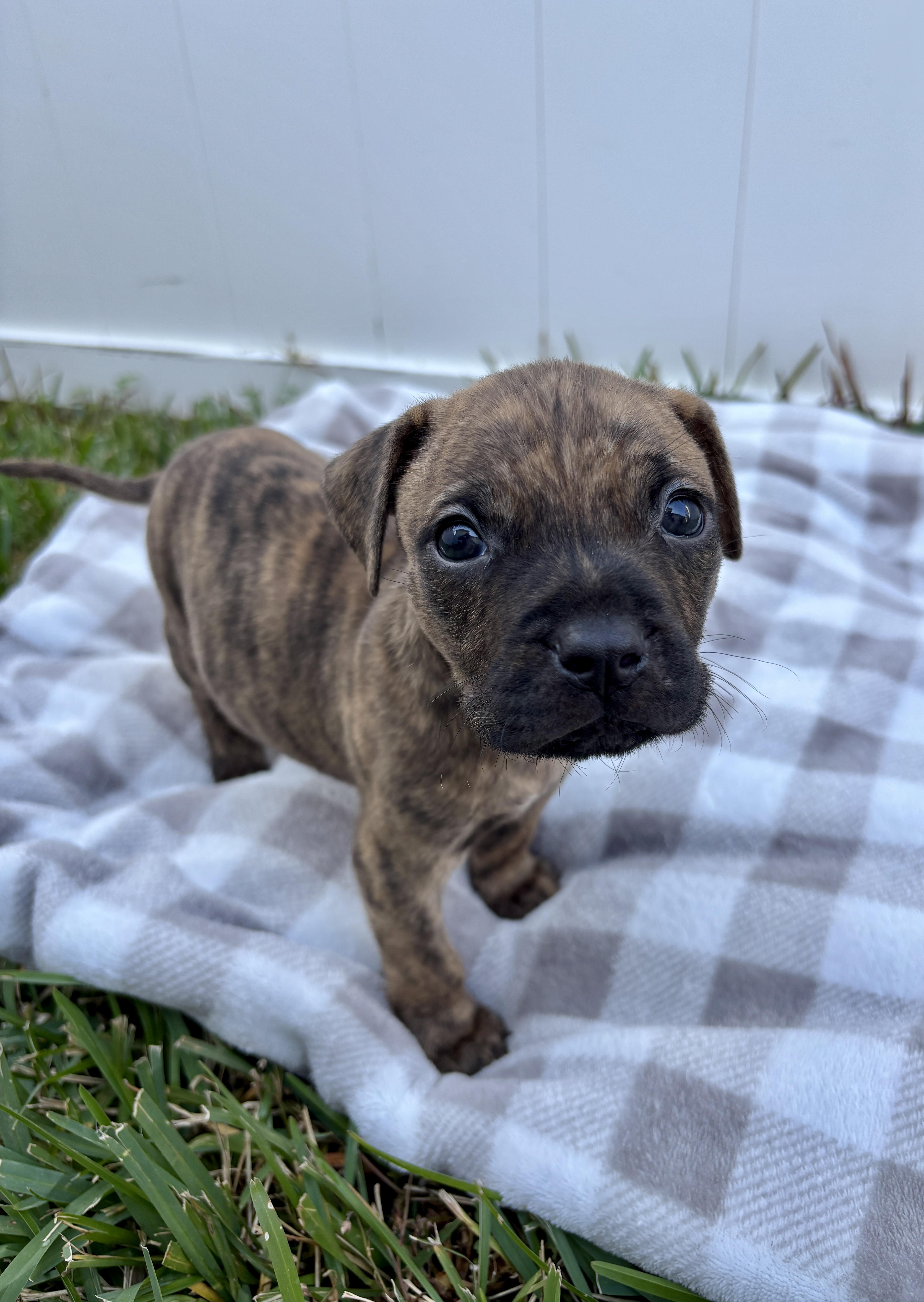 Enlarge Indy, a Adoptable mixed breed in North Charleston, SC image 2/5