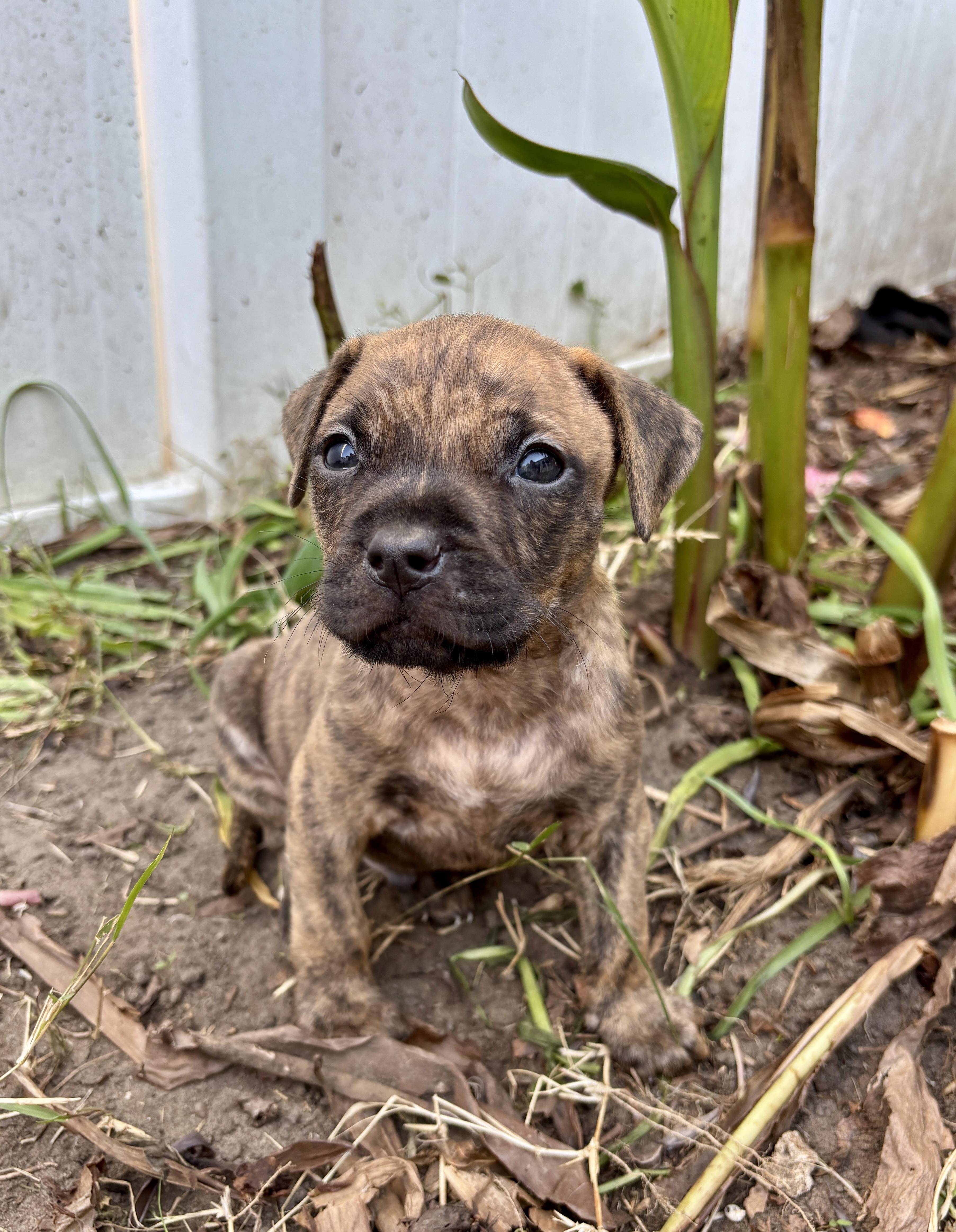 Enlarge Indy, a Adoptable mixed breed in North Charleston, SC image 3/5