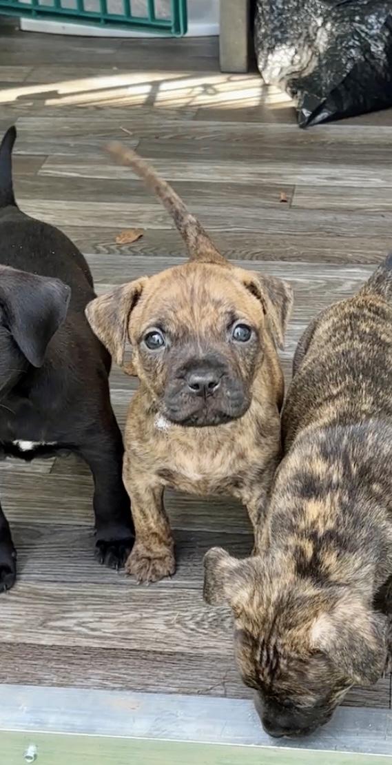 Enlarge Indy, a Adoptable mixed breed in North Charleston, SC image 4/5