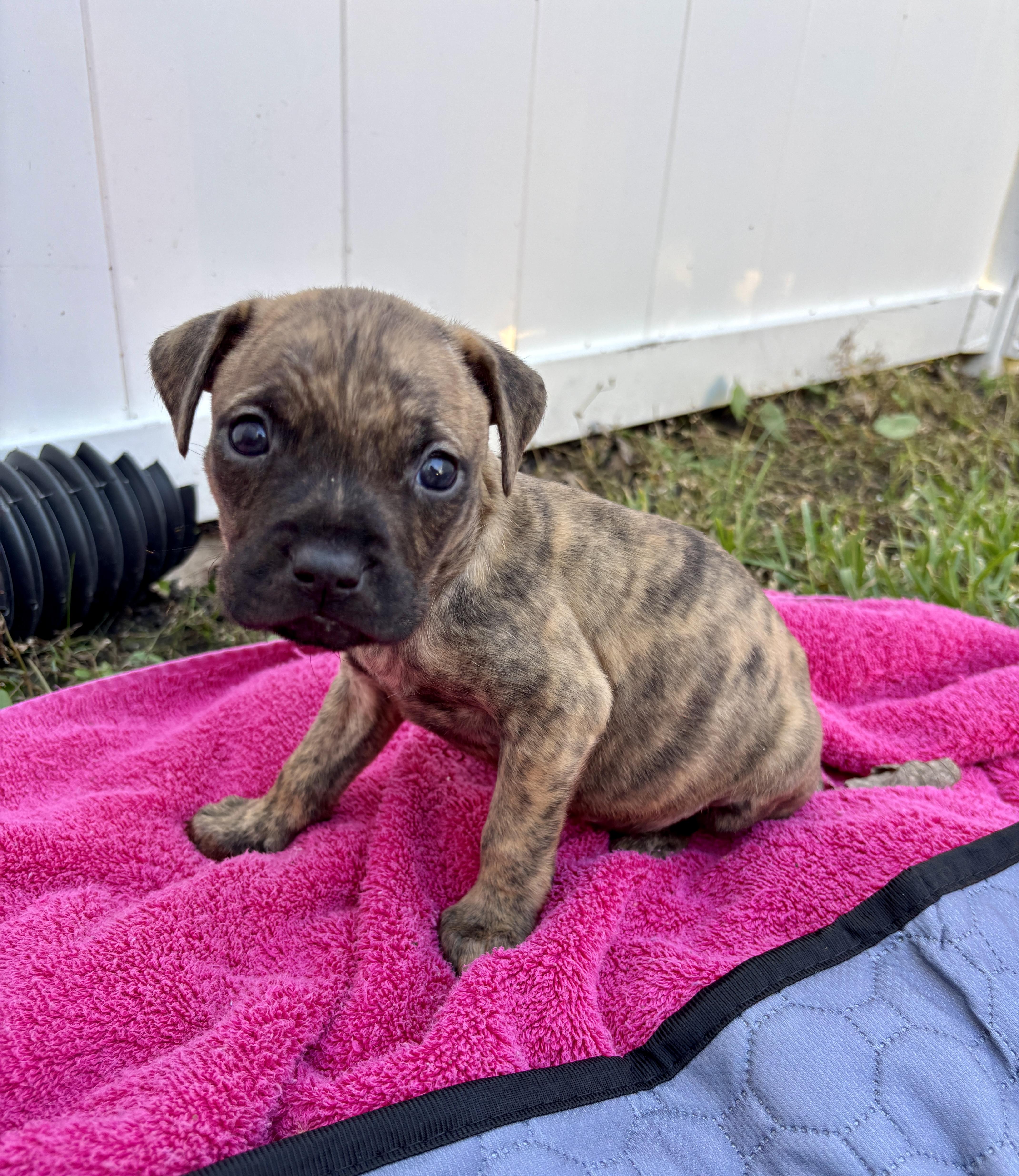 Enlarge Indy, a Adoptable mixed breed in North Charleston, SC image 5/5