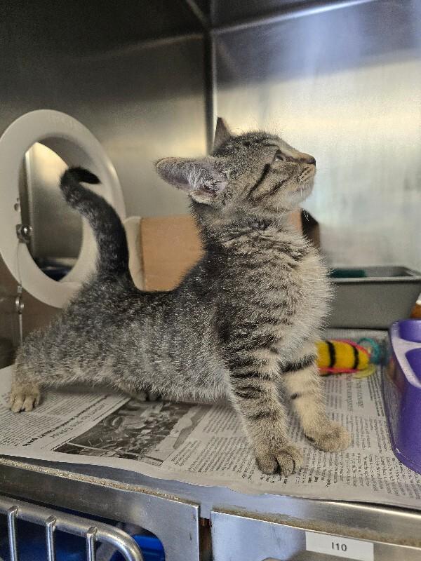 River, Adoptable, Young Male Domestic Short Hair & Domestic Short Hair.