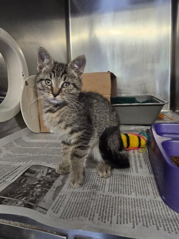 River, a Adoptable mixed breed in Cortland, NY image 2/4