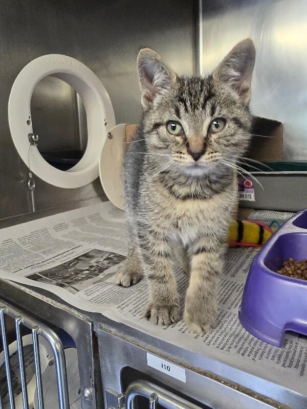 River, a Adoptable mixed breed in Cortland, NY image 3/4