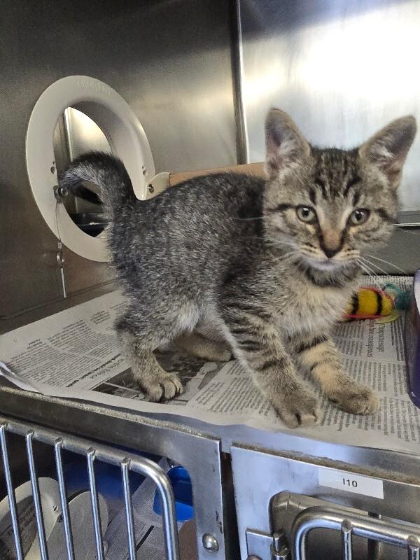River, a Adoptable mixed breed in Cortland, NY image 4/4