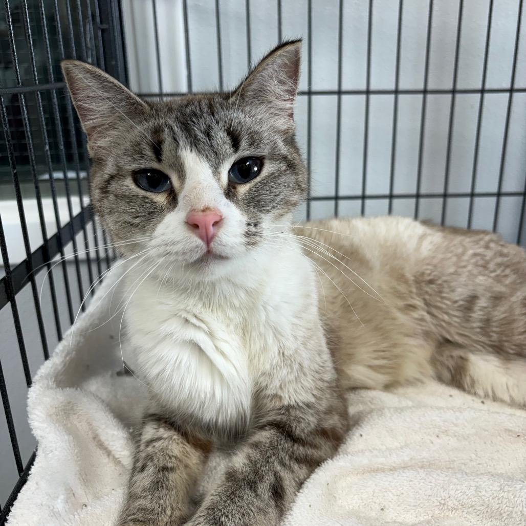 Storm, ADOPTABLE, Adult Female Domestic Short Hair.