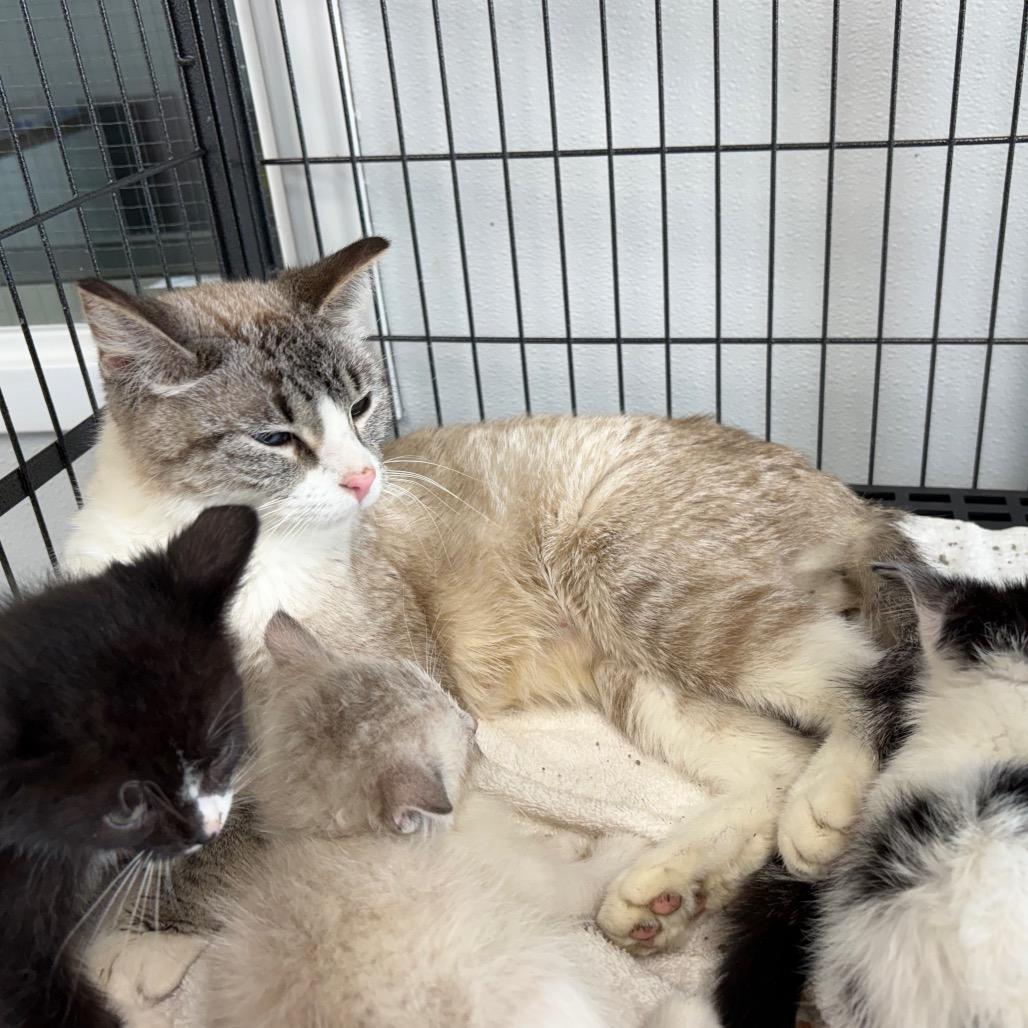 Enlarge Storm, a ADOPTABLE Domestic Short Hair in Crookston, MN image 2/2