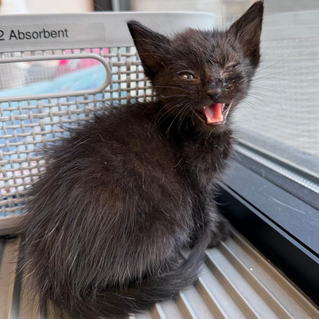 Tango, a Adoptable Domestic Short Hair in St. Louis, MO image 1/4