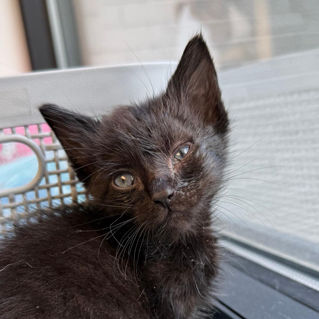 Tango, a Adoptable Domestic Short Hair in St. Louis, MO image 2/4