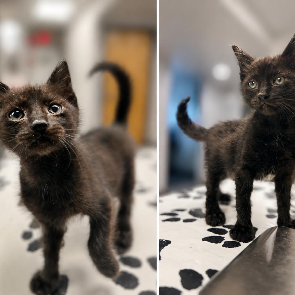 Tango, a Adoptable Domestic Short Hair in St. Louis, MO image 4/4