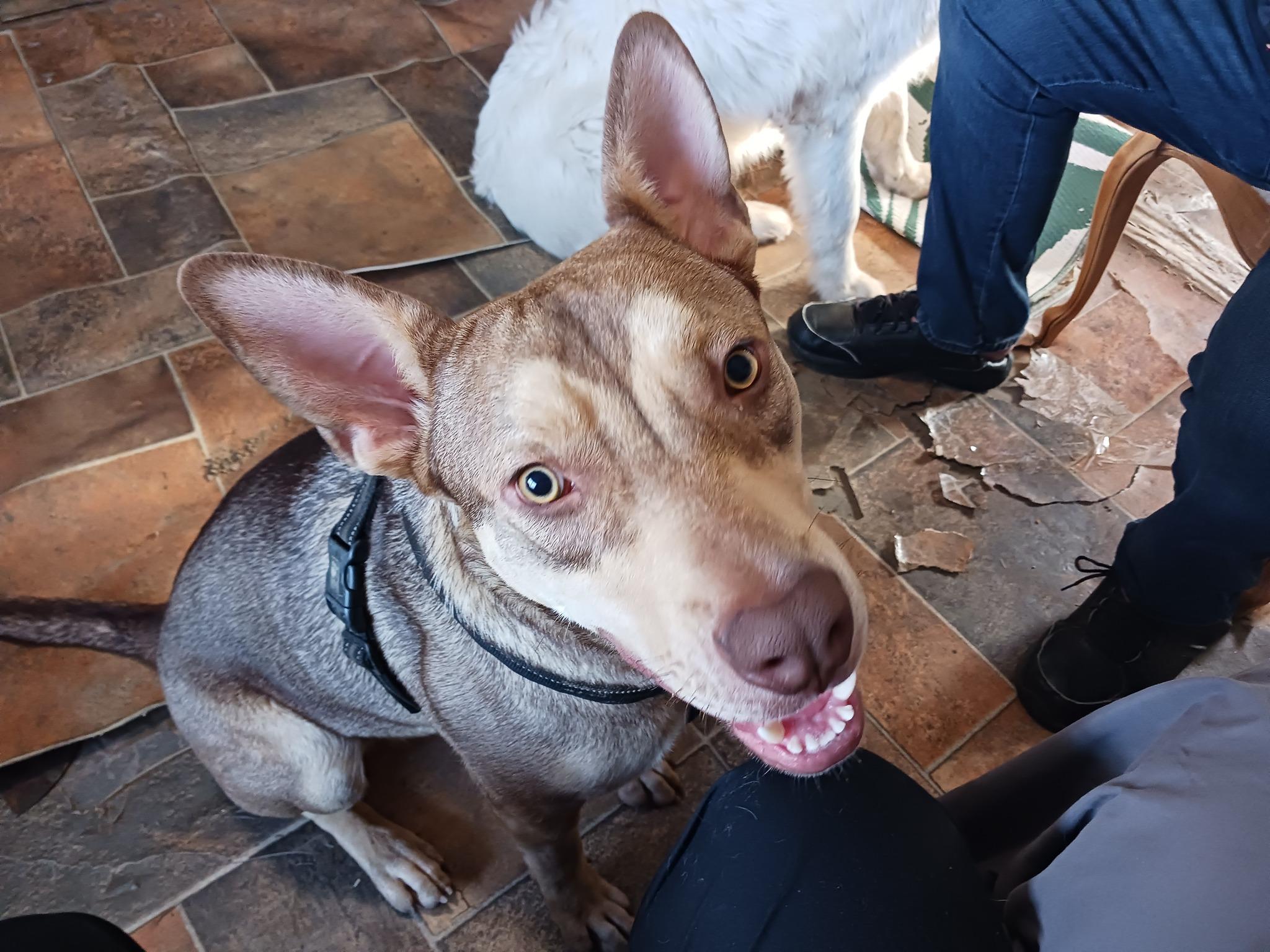 Apollo, Adoptable, Young Male Husky.